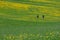 Slovenia - April 24, 2018: Field of blooming dandelions and people walking in slovenian countryside