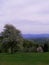 Slovenia Pohorje Areh meadow with blooming apple tree