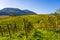 Slovenia - a view of famous vineyard in Skalce, Slovenske Konjice. Scenic, panoramic view of vineyards in sunny day