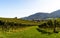 Slovenia - a view of famous vineyard in Skalce, Slovenske Konjice. Scenic, panoramic view of vineyards in sunny day