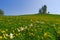Slovenian countryside in spring with charming little church on a hill and blooming dandelions and daffodils wildflowers. Sunny