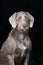 Slovenian wirehair dog on black background