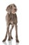 Slovenian wirehair dog isolated