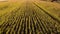 Slow Aerial reverse shot over The Wheat Field at Sunset time