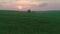 Slow Aerial shot flying over a green wheat field during sunset