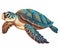 Slow aquatic reptile with cute tortoise shell