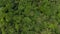 Slow ascending top down overhead aerial view of lush green canopies of tropical trees in the rainforest