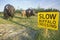 Slow Buffalo Crossing sign