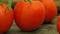Slow camera pan over organic tomatoes on wooden table