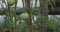 Slow closeup on a green tomato hanging on the bush