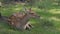 SLOW: Dappled deer rests on a grass