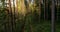 A slow flight over a small forest path during sunset in autumnal boreal forest