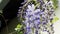 Slow focusing to fresh in bloom wisteria plan