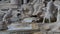 Slow horizontal motion view of the horses on Trevi Fountain