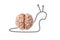 Slow human brain - snail isolated on a white background. Stupid, slow and difficult learning