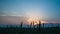 Slow left camera movement. Natural green wheat field with blue sky and clouds in sunny day, sunset. Natural Background