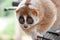 Slow loris monkey