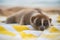 Slow loris monkey sleeping on the towel on the beach