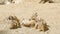 SLOW: Meerkat flock play on a sand