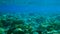 Slow motiom. Spot-fin porcupinefish swim over coral reef. Giant Porcupinefish Diodon hystrix Close-up. Follow shot
