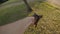 Slow motion 120 FPS, a long-haired dachshund dog POV play with stick on the grass. Sausage dog. Happy dog playing in the