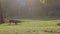 Slow motion 120 FPS, a long-haired dachshund dog running on the grass with a stick in his teeth. Happy dog playing in