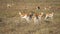 Slow Motion 120fps of Gazelle Herd in Pasture. Impala Antelope Natural Habitat