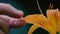 Slow motion 180fps: Two fingers reach out to touch a brilliant yellow flower