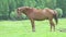 Slow motion, an adult horse stands on a green meadow and shakes his mane beautifully