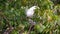 Slow Motion Adult Little egret nesting and care the chicks on tree in spring