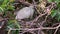 Slow Motion Adult Little egret nesting and care the chicks on tree in spring