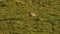 Slow Motion of Aerial African Animal Wildlife Shot of Topi Running in Maasai Mara in Africa, Kenya H