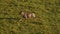 Slow Motion of Aerial African Animal Wildlife Shot of Topi Running in Masai Mara in Africa, Kenya Ho