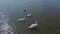 slow motion aerial filming, drone flight around beautiful wild white swans in lake waters, lot of beautiful birds.