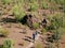 Slow Motion Aerial Shot of Desert Hikers on Long Dusty Trail