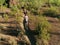 Slow Motion Aerial Shot of Trail Runners in Arizona Sonoran Desert Surrounded by Saguaros