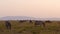 Slow Motion of Africa Wildlife Animals, Zebra Herd Grazing Savannah in Africa on African Safari in M