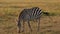 Slow Motion of Africa Wildlife Animals, Zebra Herd Grazing Savannah in Africa on African Safari in M