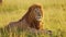 Slow Motion of Africa Wildlife Male lion, African Safari Animals in Maasai Mara in Kenya, Beautiful