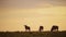 Slow Motion of Africa Wildlife, Wildebeest Herd Under Big Dramatic Beautiful Orange Sunset Stormy St