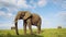 Slow Motion of African Elephant, Africa Wildlife, Big Large Male Bull Elephant in Masai Mara, Kenya,