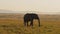 Slow Motion of African Elephant in Beautiful Savanna Landscape, Africa Wildlife Animals in Masai Mar