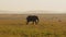 Slow Motion of African Elephant in Beautiful Savanna Landscape, Africa Wildlife Animals in Masai Mar