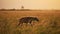 Slow Motion of African Wildlife Animal, Hyena walking in Beautiful Golden Sun Light in the Savanna P