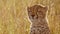 Slow Motion of African Wildlife, Young Cheetah Cub Close Up Face Portrait, Cute Baby Animals in Afri