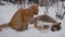 SLOW MOTION Aggressive battle of two cats on the street in the snow. The cat flirts to the kitty. Mating season. the concept of pe