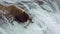 Slow motion of Alaskan brown bears wait for salmons