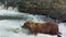 Slow motion of Alaskan brown bears wait for salmons