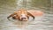 Slow-motion of albino water buffalo is playing and swimming in pond