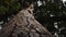 Slow motion along massive tree trunk up to branches at overcast weather